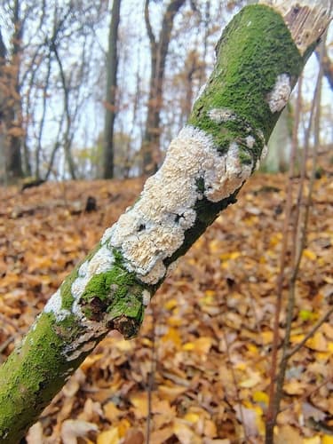 Basidioradulum