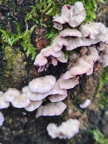 Chrząstkoskórnik purpurowy