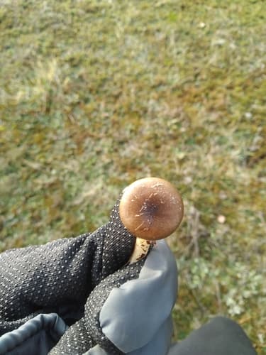 Wodnicha