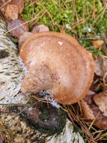 Białoporek brzozowy