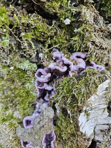 Chrząstkoskórnik purpurowy