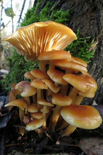 Płomiennica