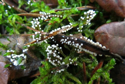 Aegerita candida