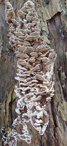 Szaroporka podpalana