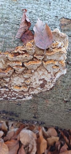 Mensularia nodulosa
