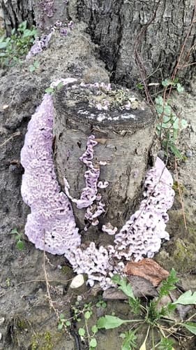 Chrząstkoskórnik purpurowy