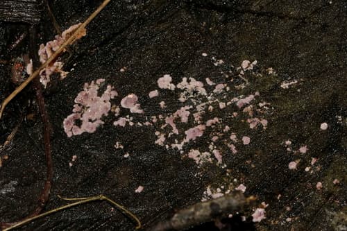 skórniczka purpurowa