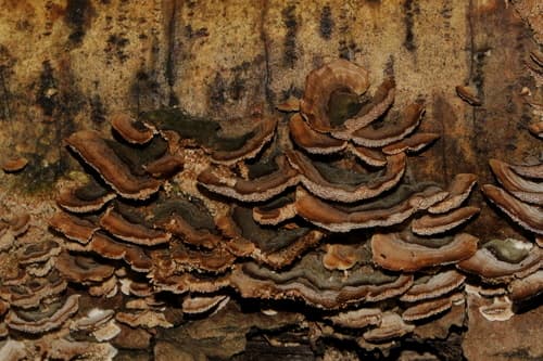 Wrośniak różnobarwny