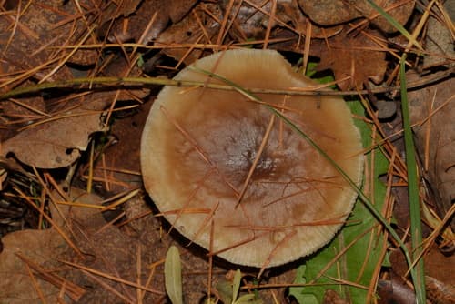 Monetnica szarobrązowa