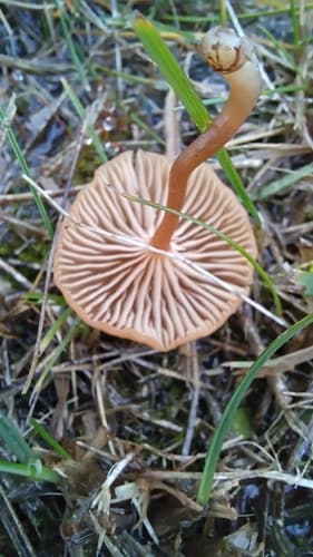 Lakówka pospolita