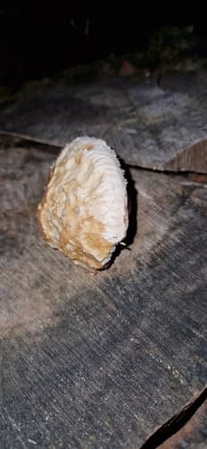 Łuskwiak topolowy