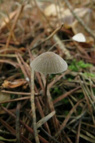 Mycena vitilis