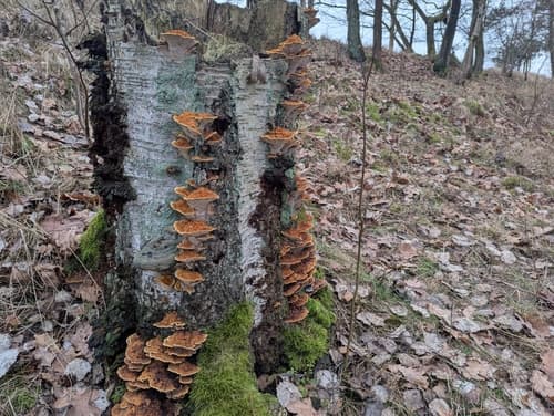 Błyskoporek promienisty
