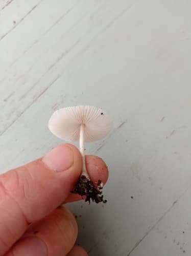 Leucocoprinus ianthinus