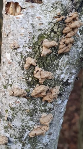 Plicatura