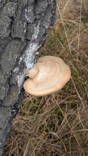 Białoporek brzozowy