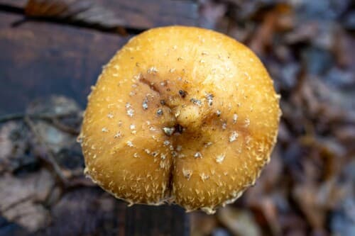Hemipholiota