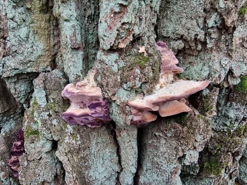 Chrząstkoskórnik purpurowy
