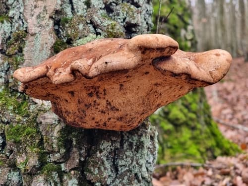 Białoporek brzozowy
