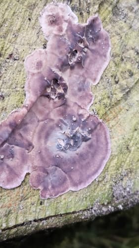 Chrząstkoskórnik purpurowy