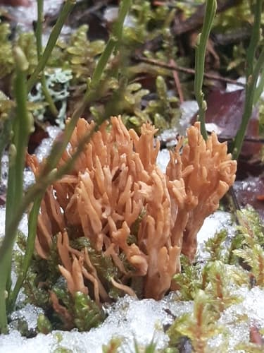 Phaeoclavulina