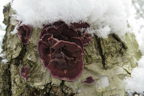 Chrząstkoskórnik purpurowy