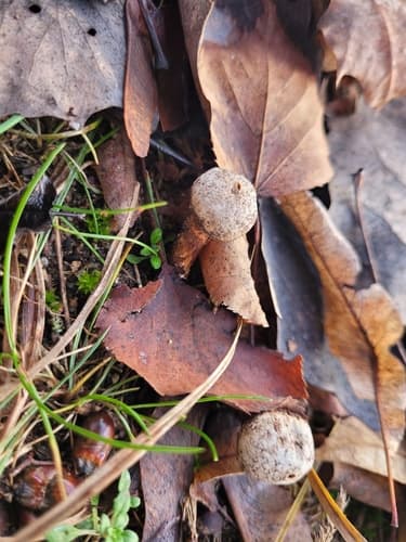 Tulostoma