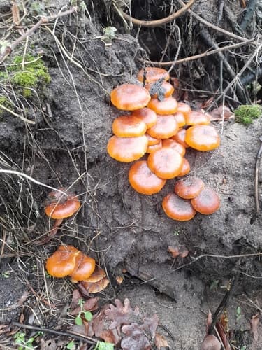 Płomiennica
