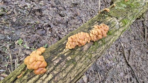 Płomiennica