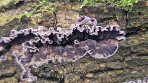 Chrząstkoskórnik purpurowy