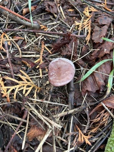 Grzybówka fioletowawa