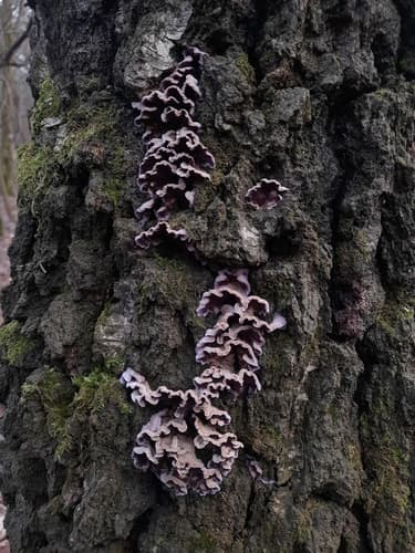 Chrząstkoskórnik purpurowy
