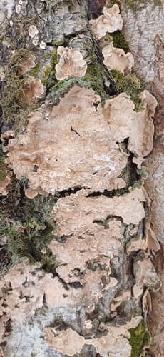 Skórnik pomarszczony