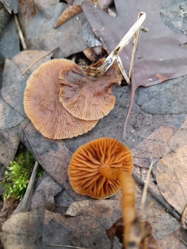 Tubaria