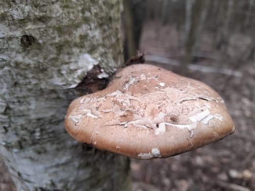 Białoporek brzozowy