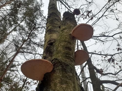 Białoporek brzozowy