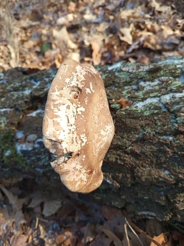 Białoporek brzozowy