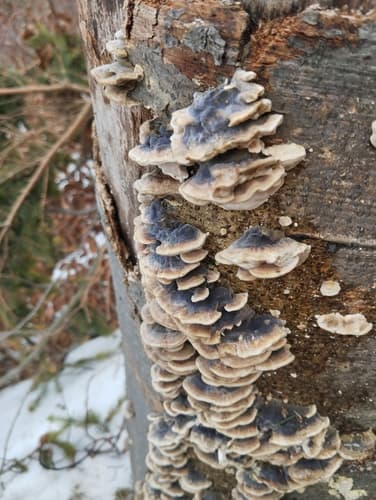 Szaroporka podpalana