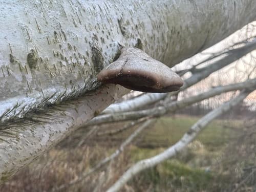 Białoporek brzozowy