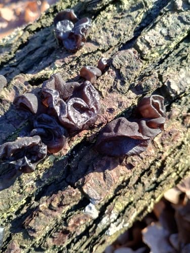 Auriculariaceae