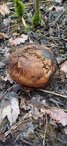 Czasznica olbrzymia