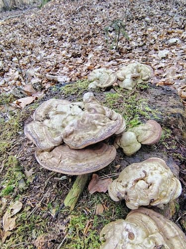 Żagwiowate