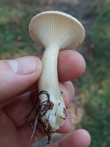 Białolejkówka buławotrzonowa