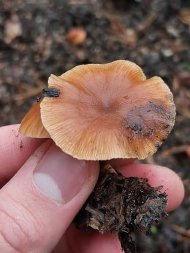 Tubaria furfuracea