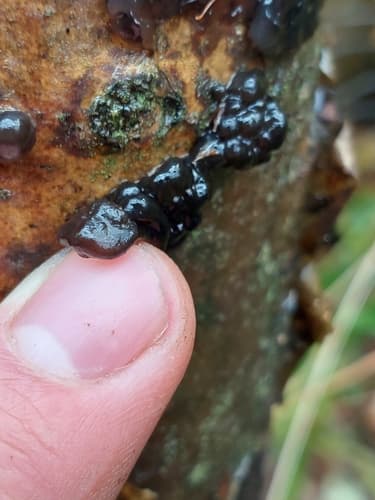 Exidia nigricans