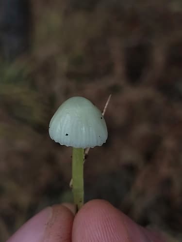 Grzybówka cytrynowa