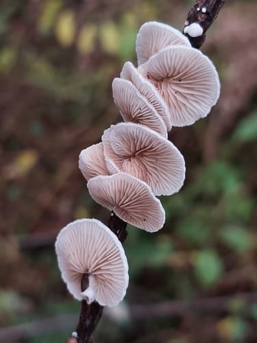Crepidotus