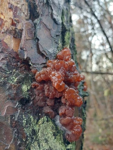 Exidia saccharina