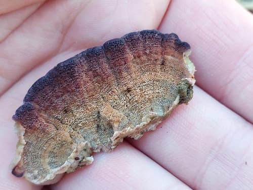 Niszczyk iglastodrzewny
