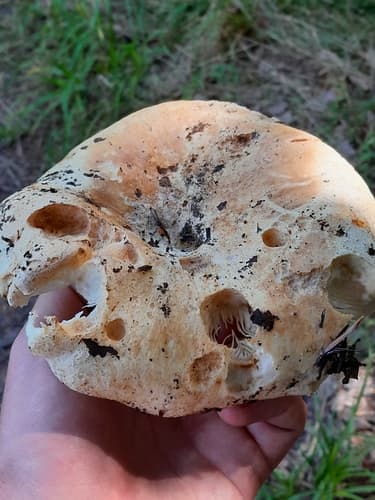 Gołąbek wąskoblaszkowy